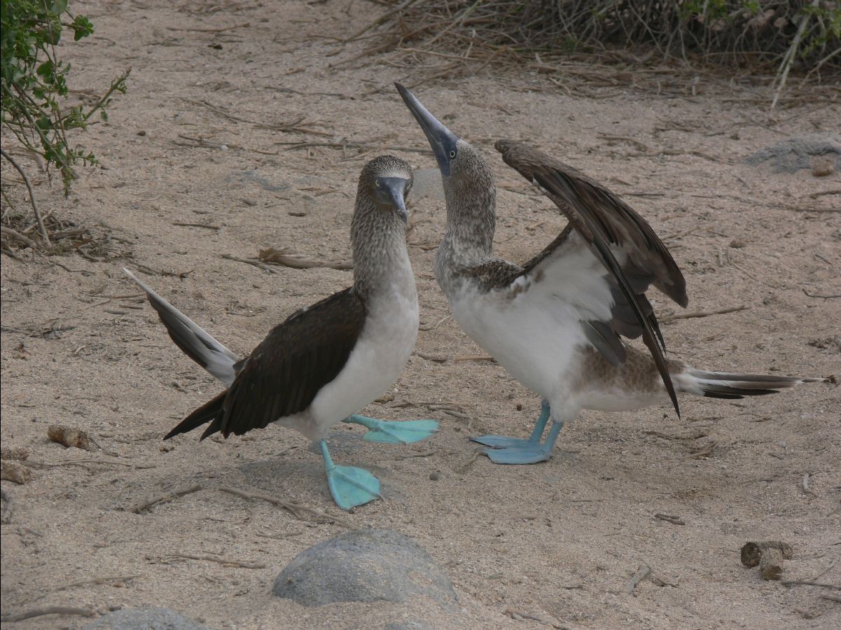 Blue footed booby134